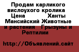 Продам карликого вислоухого кролика › Цена ­ 3 000 - Ханты-Мансийский Животные и растения » Грызуны и Рептилии   